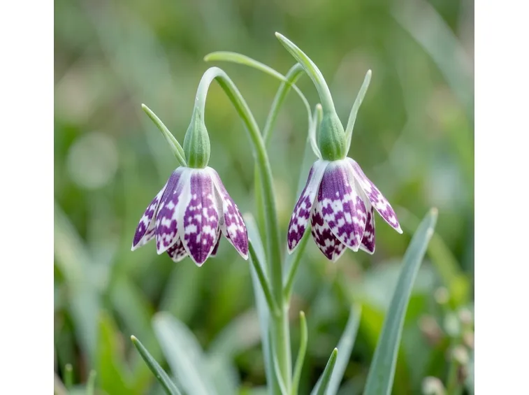 fritillaria