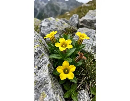 genziana