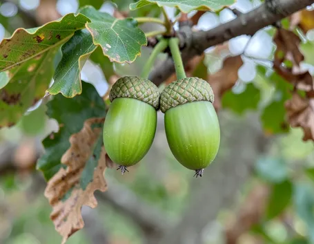 ghianda