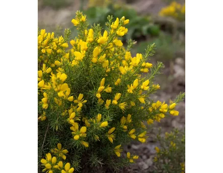 Genista lydia