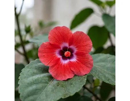 ibisco