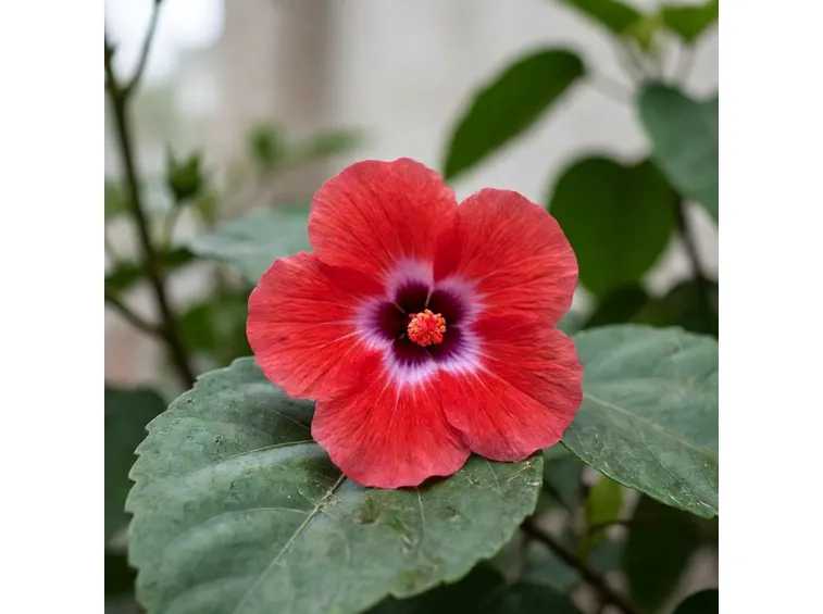ibisco