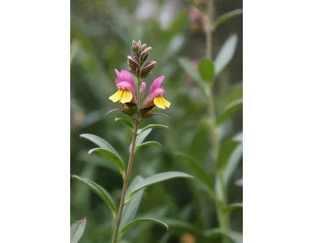 linaria