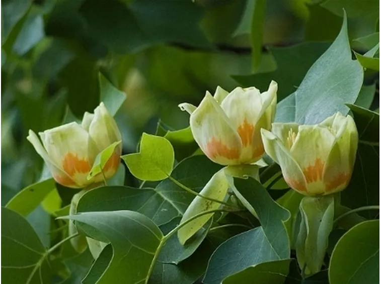 liriodendro