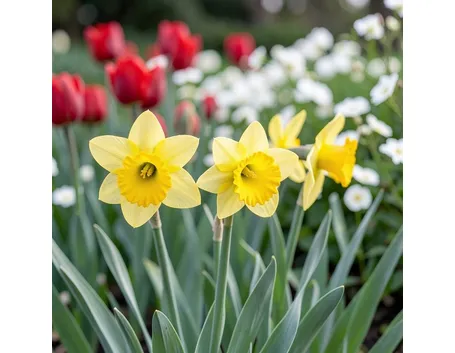 narciso