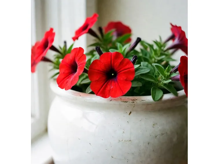 petunia