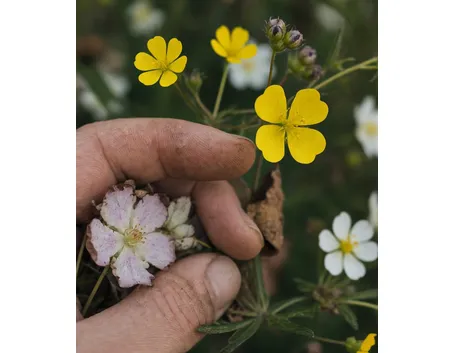 potentilla