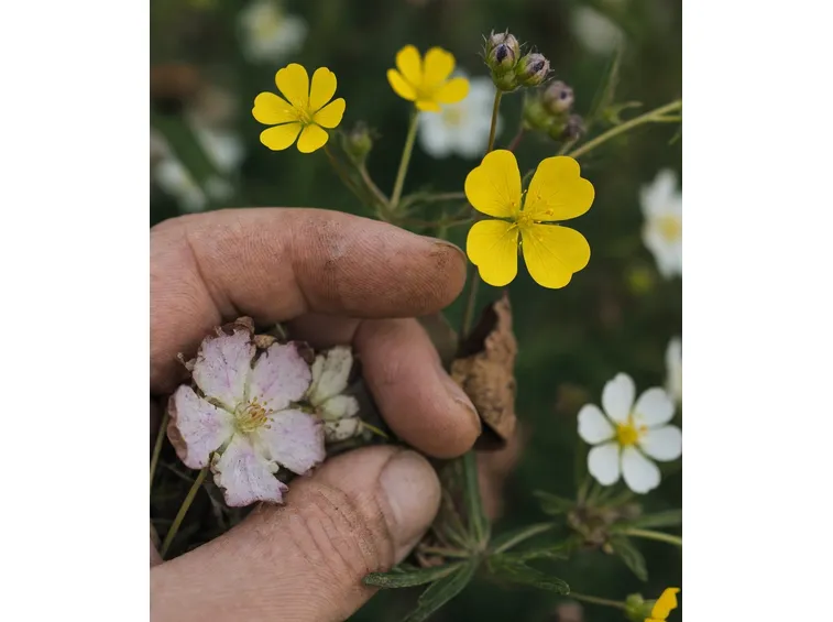 potentilla