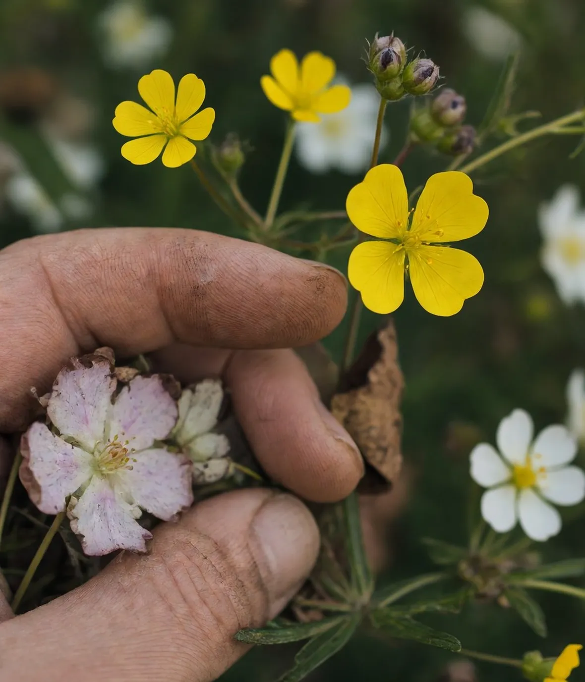 potentilla