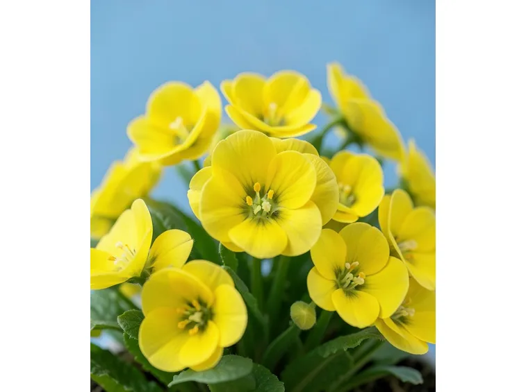 primula