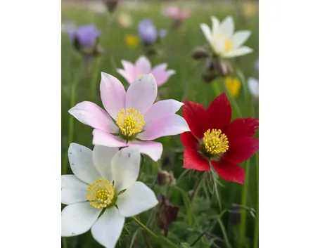 pulsatilla