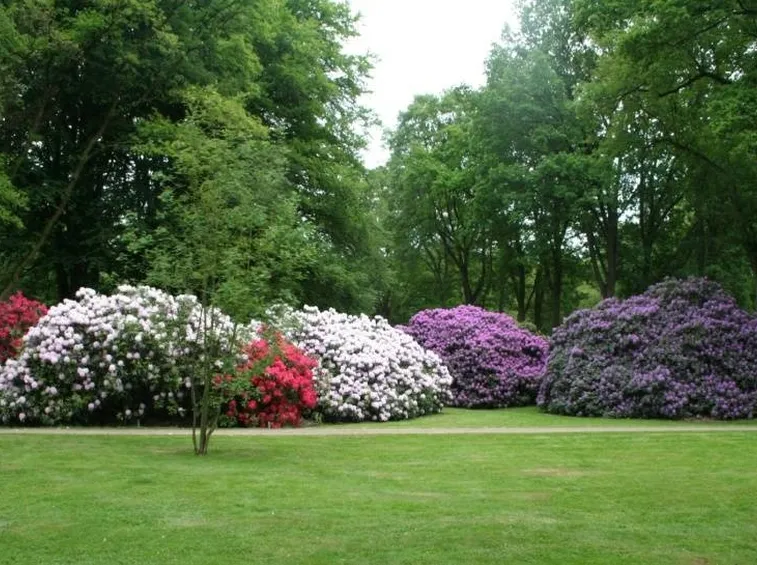 rododendri in fiore