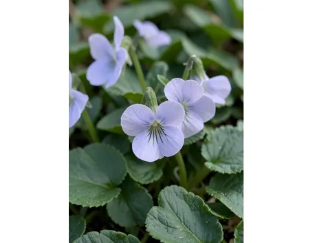 violetta