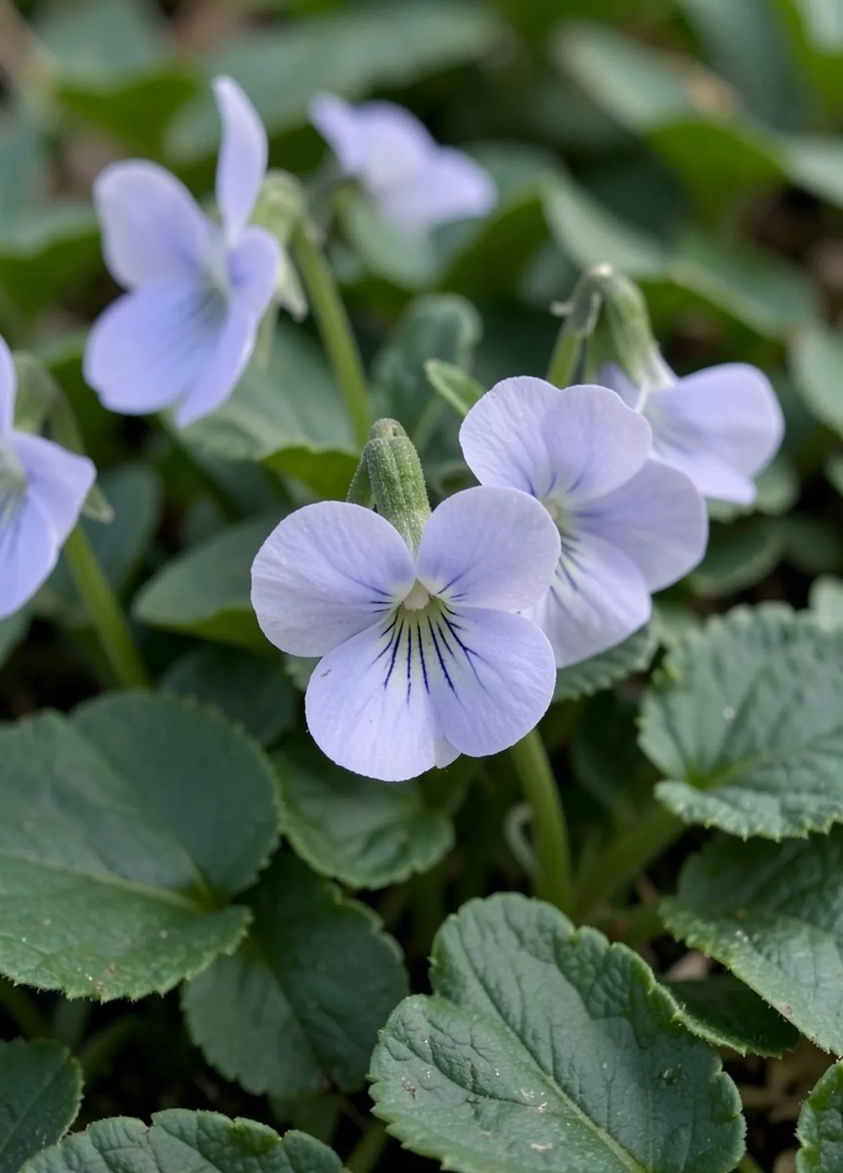 violetta