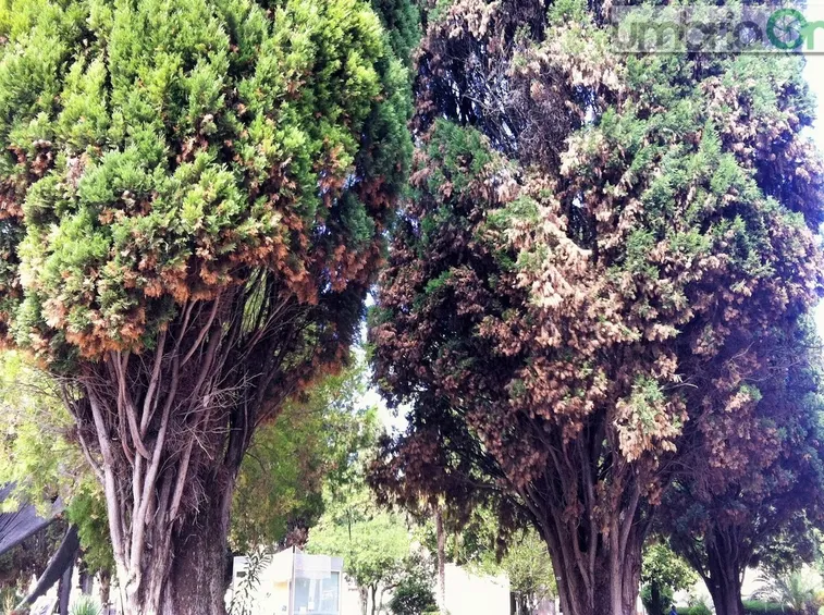 cancro del cipresso