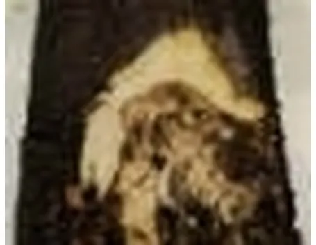 radici