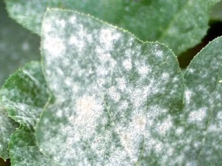 lotta biologica oidio