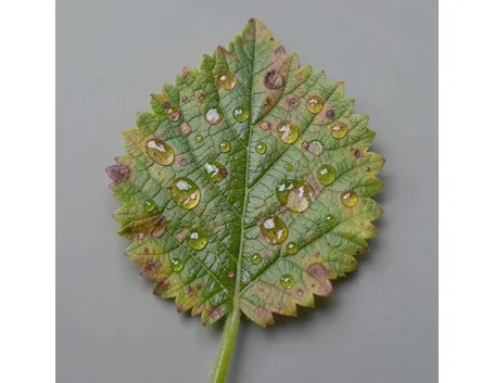 Peronospora