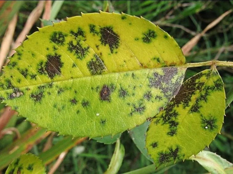 foglie malate