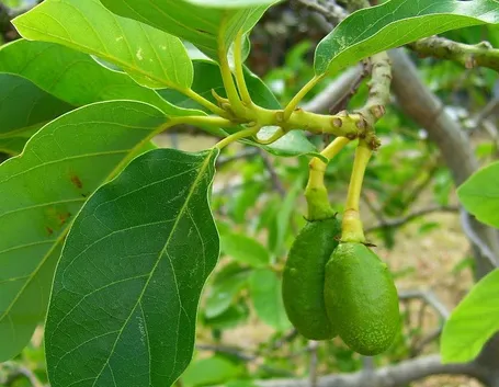 Avocado pianta