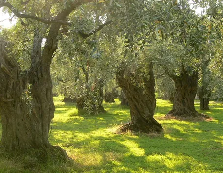 olivo