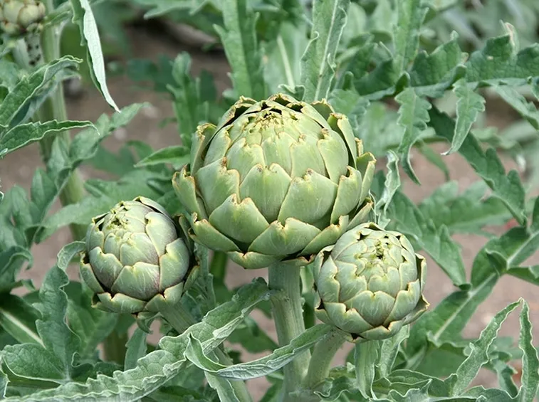 Pianta carciofi