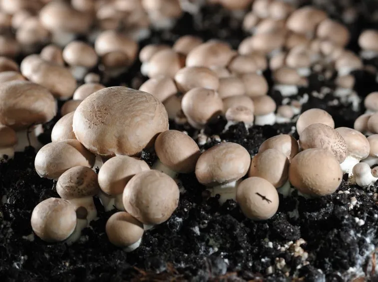 coltivazione funghi