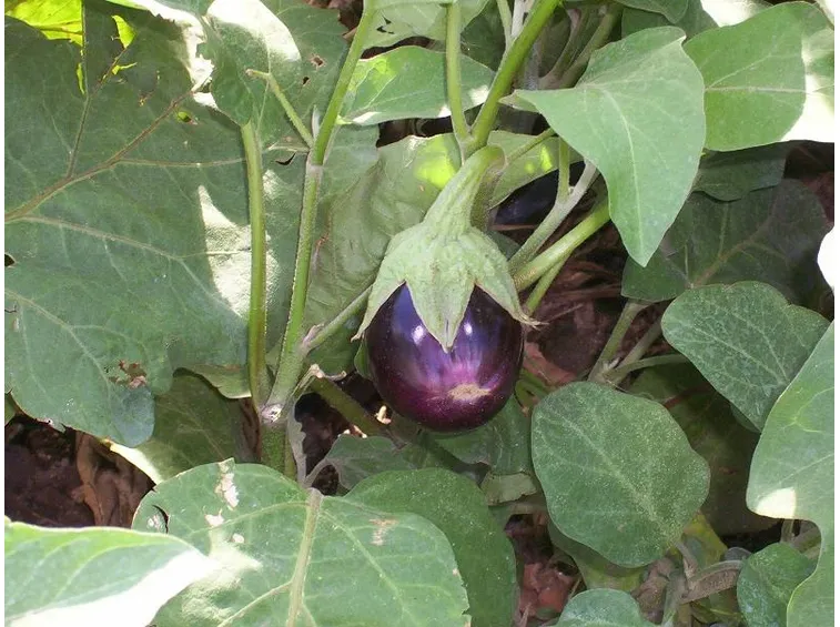 melanzane pianta
