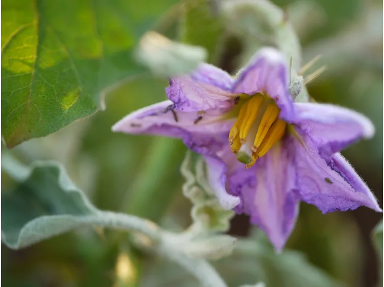 fiori melanzana