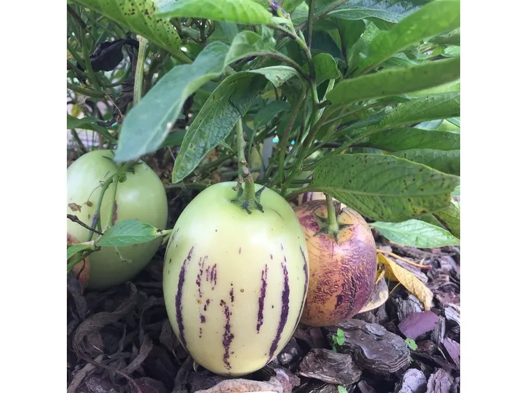 melone