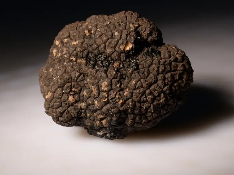 tartufi
