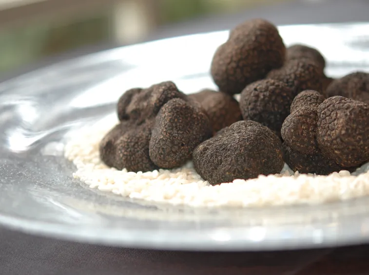 tartufi