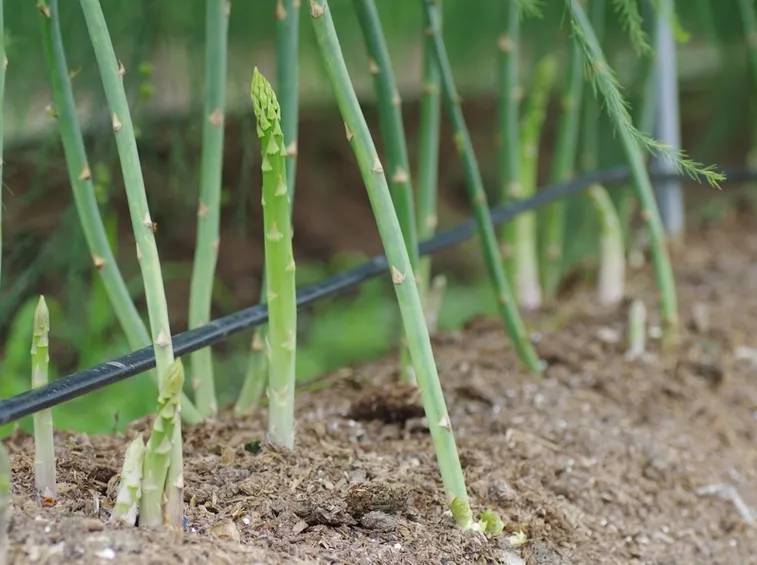 asparagi terreno