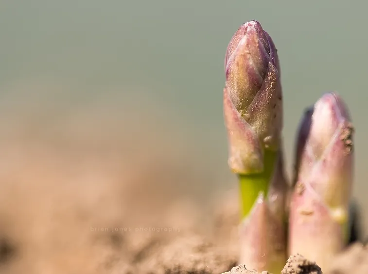 asparagi