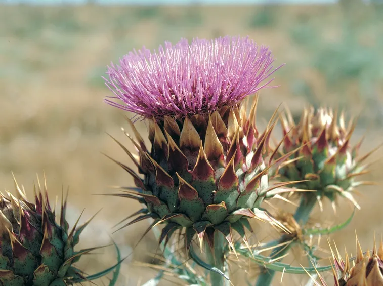 Cynara cardunculus var.  altilis