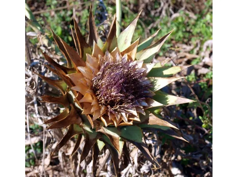 Cynara cardunculus var. sylvestris