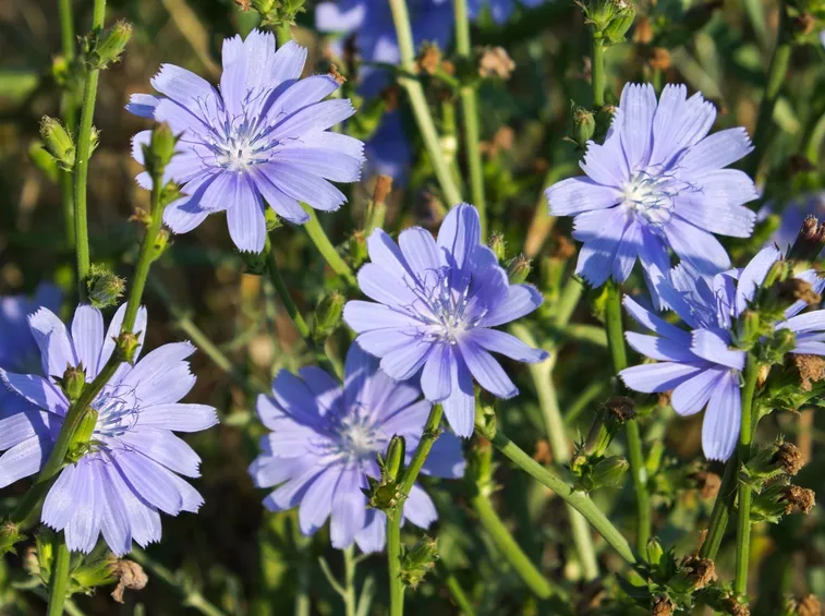 fiori cicoria