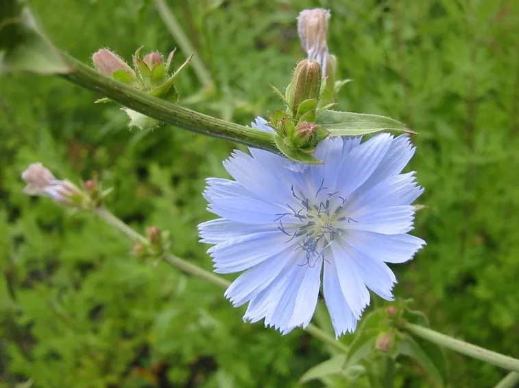 fiore di cicoria