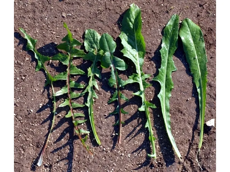 varietà cicoria