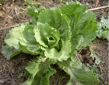 cicoria indivia