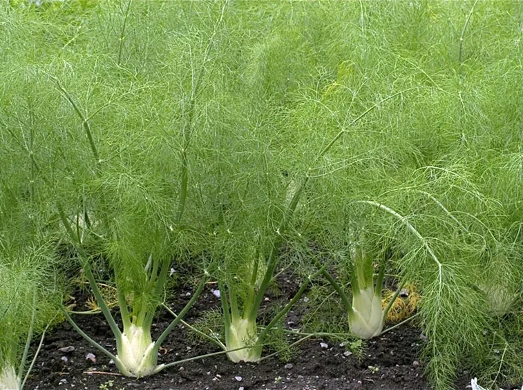 foeniculum vulgare