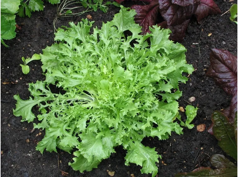 lattuga riccia