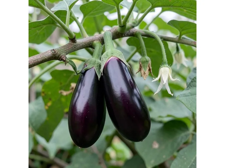 Melanzana