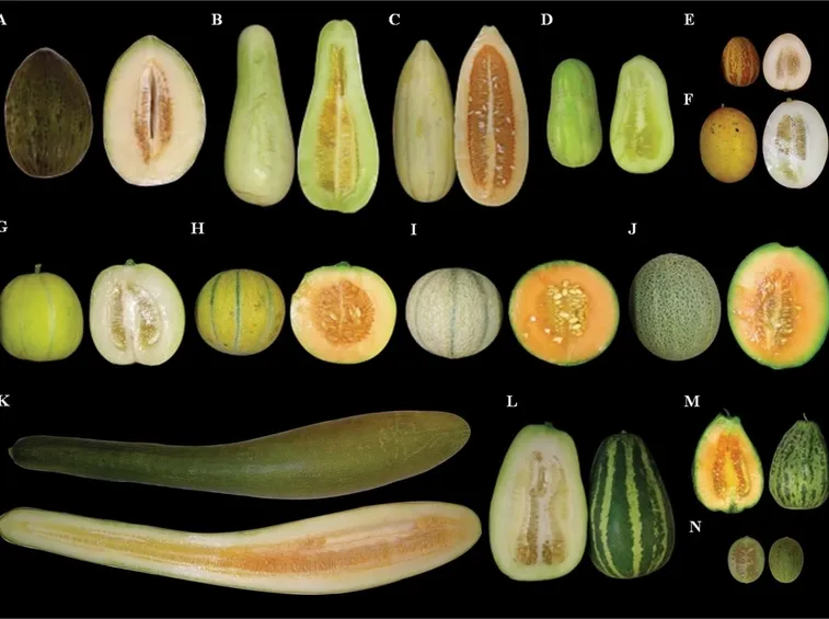 Varietà di melone