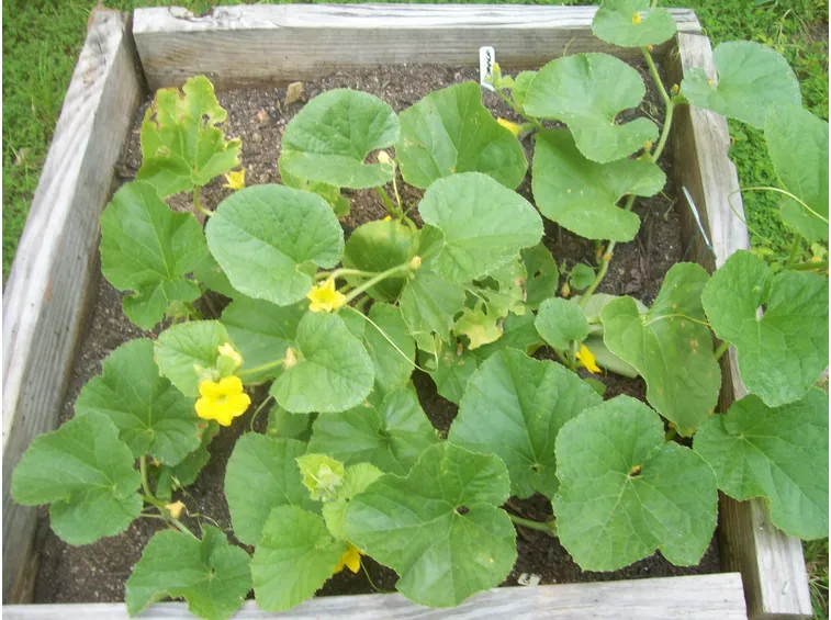 fiori melone