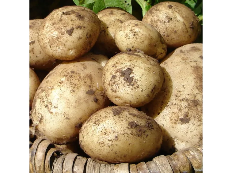Patate