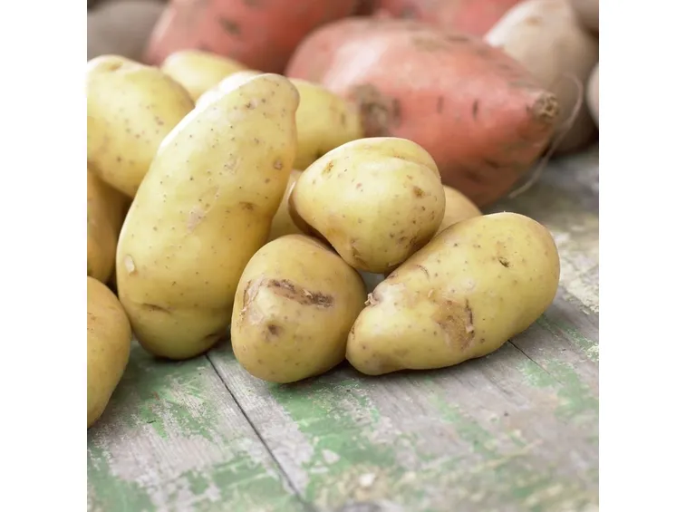 varietà di patate