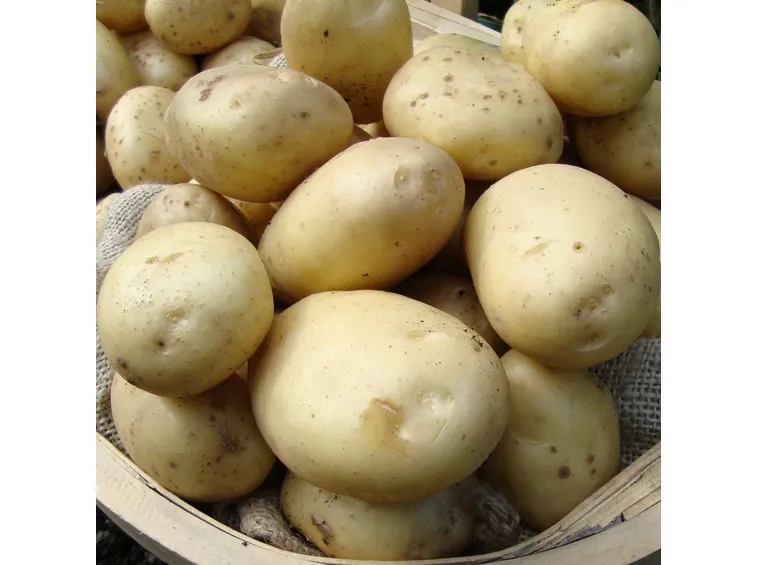 tipologia di patate
