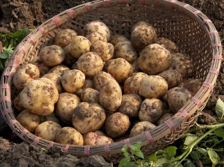 benefici patata