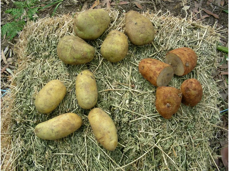 patate